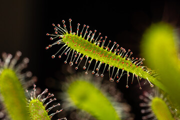 Carnivorous plant Drosera capensis, known as Cape sundew in selective focus.