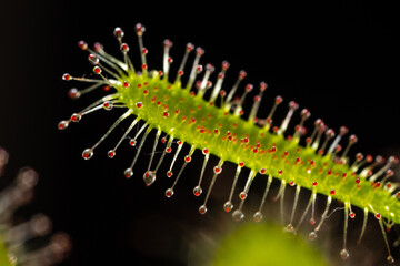 Carnivorous plant Drosera capensis, known as Cape sundew in selective focus.