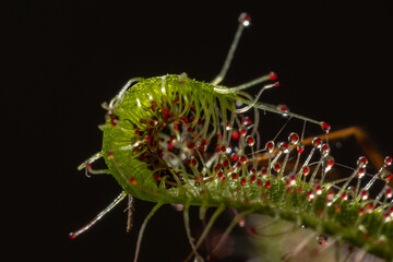 Carnivorous plant Drosera capensis, known as Cape sundew in selective focus.