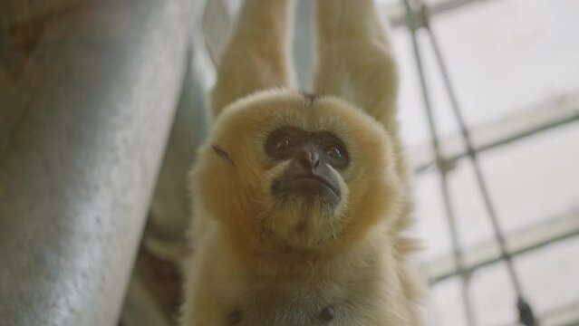 Close-up filming monkey. Cute little red monkey macro shot in the zoo. The majestic mammal is resting on the trees.