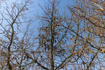 larch tree in sunny weather in early spring