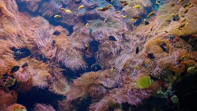Lot of Clownfish in the aquarium, on a colourful coral reef. fish underwater