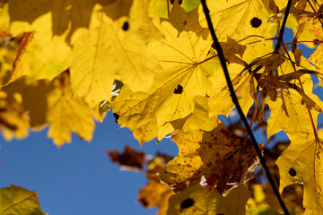 Maple tree during the autumn season