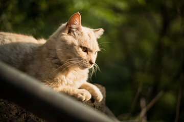 リラックスした猫