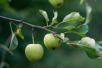 Fresh ripe green apples. summer fruit harvest