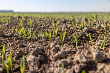 agricultural field with green signs in the spring season