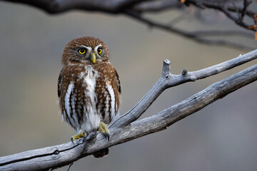 A portrait of Austral Pygmy-owl (Glaucidium nana) perched on a tree with an out-of-focus background in El Chaltén, Patagonia Argentina.