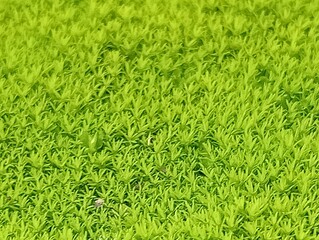 green grass background