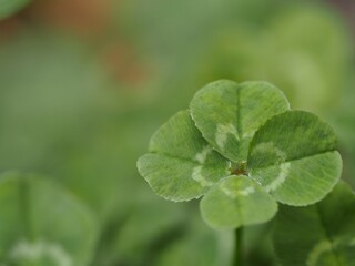 クローバー　四つ葉のクローバー