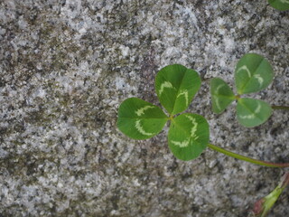 Naklejka premium クローバー 葉っぱ