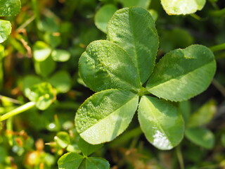 クローバー　五つ葉のクローバー