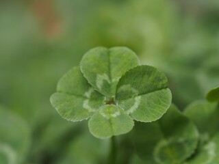 クローバー　四つ葉のクローバー