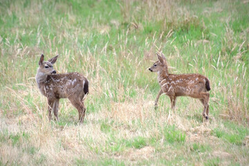 a deer fawn waiting for a friend or sibling in a grass field habitat 