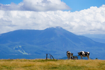 Obraz premium 高原牧場