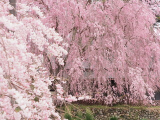 日本の田舎で満開の桜