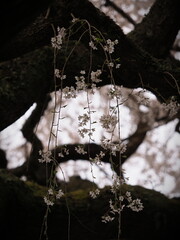 日本の田舎で満開の桜