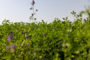 field with grass for harvesting fodder for cows