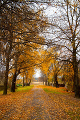 Autumn road in the countryside covered with leaves. Vertical frame. High quality photo