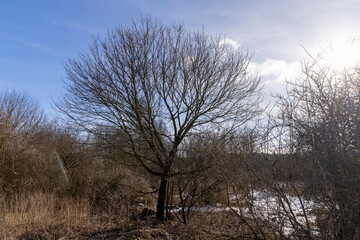 deciduous trees in winter during the day in sunny weather