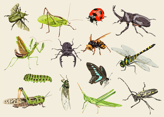 昆虫のイラスト画 © toshihiro emi