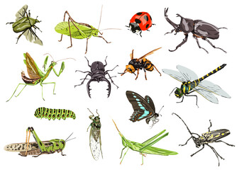 昆虫のイラスト画