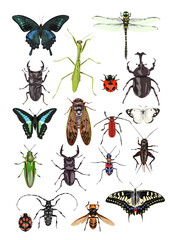 昆虫の真上イラスト画 © toshihiro emi