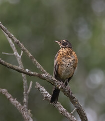 A fledgling American Robin on a dead tree branch with green forest background in late summer in Ontario