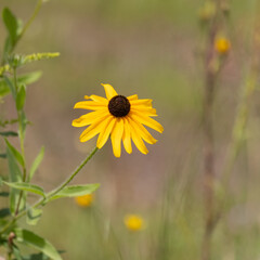 A closeup Black-eyed Susan wildflower against a blurred green meadow in late summertime
