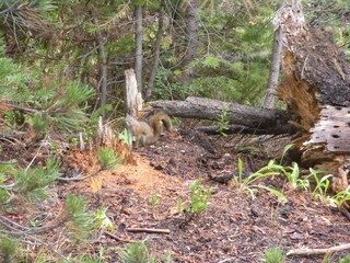 Naklejka na ściany i meble Red Squirrel off the trail in Grand Tetons