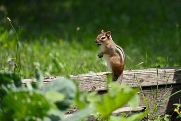 Eastern Chimpunk eating