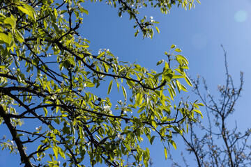 the first foliage on a blooming fruit pear