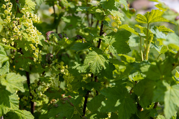 currant bush with green foliage and flowers