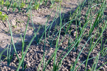 green onions on the field in the spring season