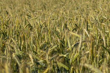 An agricultural field where ripening cereal wheat grows