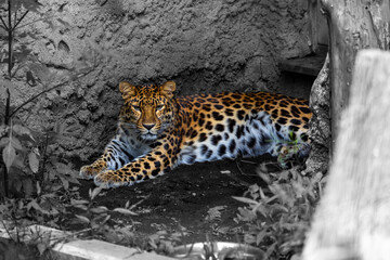 ヒョウ