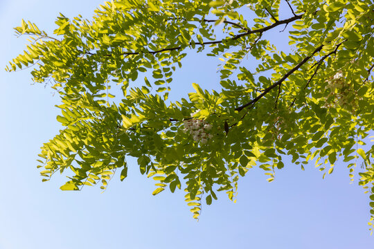 the acacia tree is white with green foliage during flowering in spring