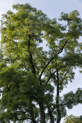 Different trees growing together in the forest