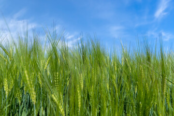 agricultural field with green cereals in summer