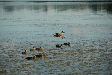 ducks and goose in swarm and lake