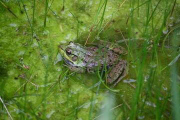 frog in the pond (Green frog)