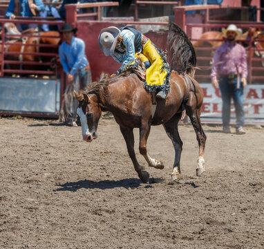 A rodeo cowboy is riding bareback on a bucking bronco. He is in an arena with dirt flying from the kicking horse. There is fence railing in the background. The cowboy is wearing a black vest.