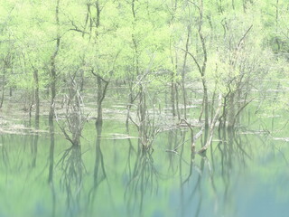 水面に反射する新緑の木々