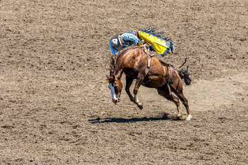 A rodeo cowboy is riding bareback a bucking bronco. He is in an arena with dirt flying from the...