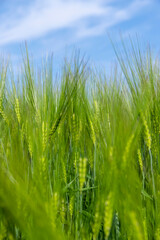 Obraz premium agricultural field with green cereals in summer