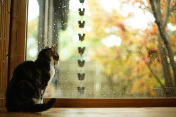 日本庭園の紅葉を眺めるキジ猫