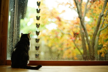 日本庭園の紅葉を眺めるキジ猫