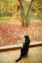 日本庭園の紅葉を眺めるキジ猫