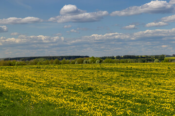 yellow dandelion flowers in the field in spring