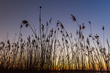 beautiful orange-yellow sunset on a lake with tall grass