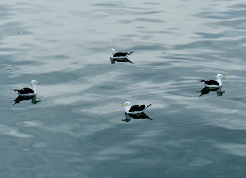 4 gaviotas